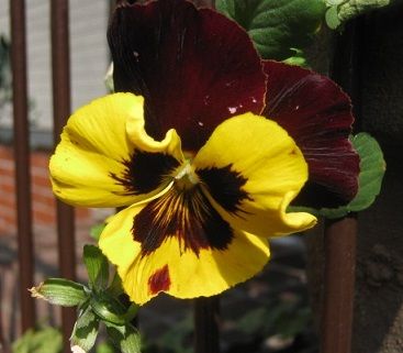 017