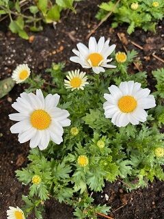 IMG_0381