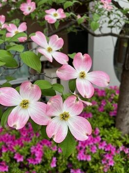 IMG_8597