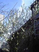 桃の花