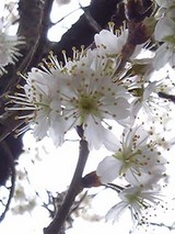 05sakura