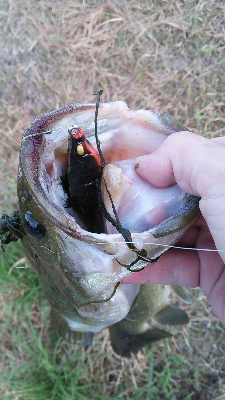 バグフロッグでまた遊ぶ さかなつりdiary