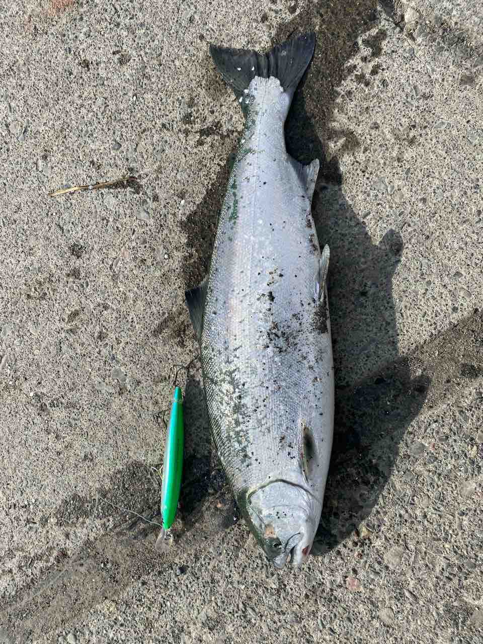 3 16苫小牧フェンス前 毎日サボって釣りしたい