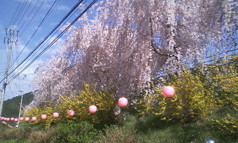 しだれ桜