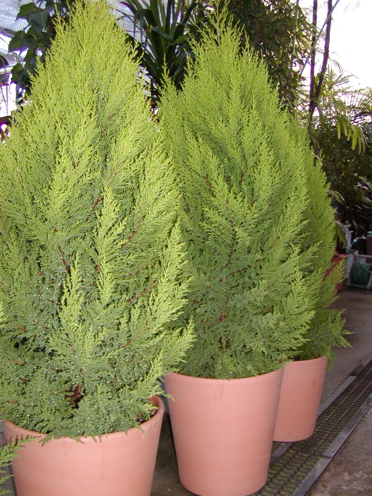 ゴールドクレストが15年経つと グリーンライフ 植物大好き 日々の仕事から