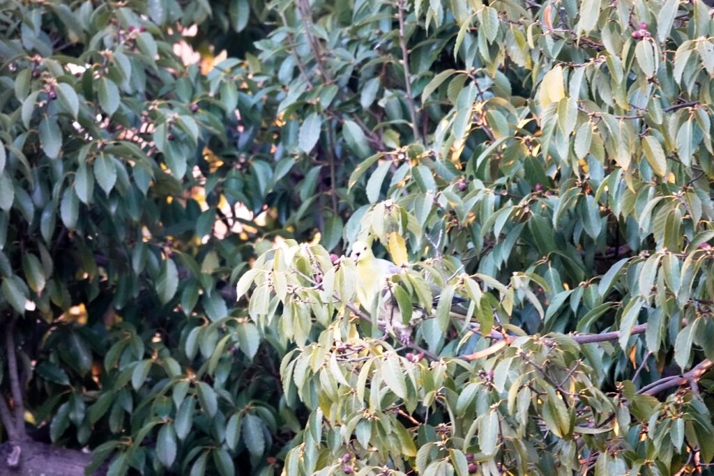 DSC01118