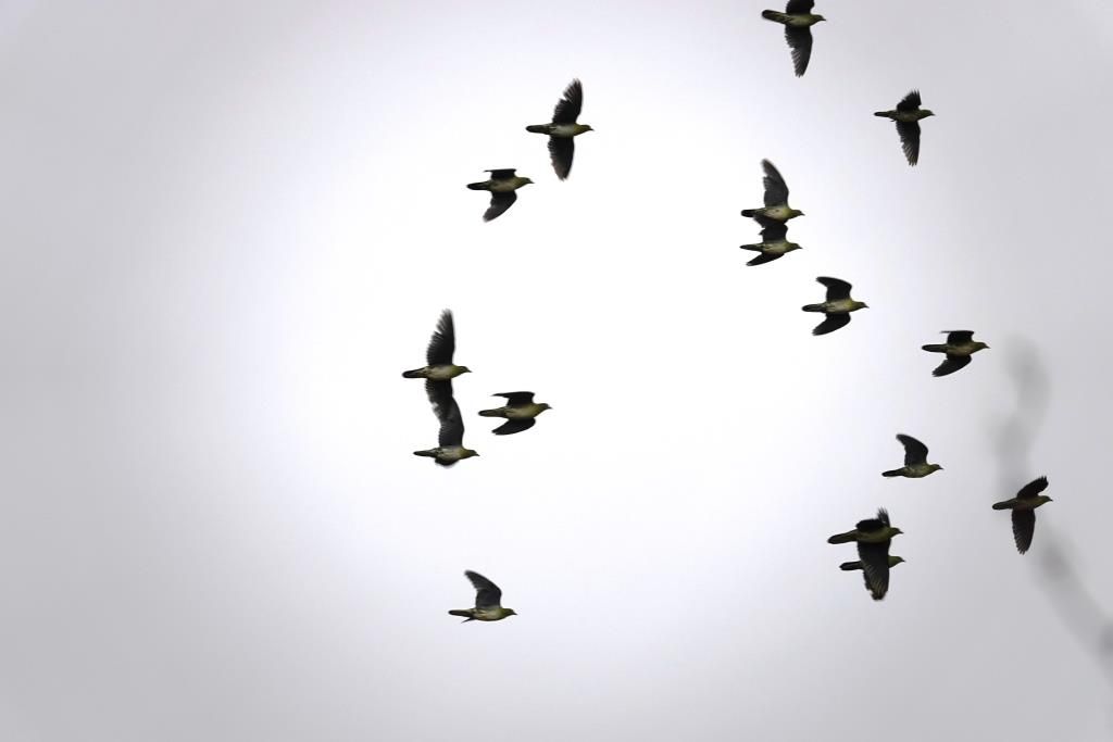 ９月２３日 月 石狩古潭のアオバト 朝 アオバトな日々