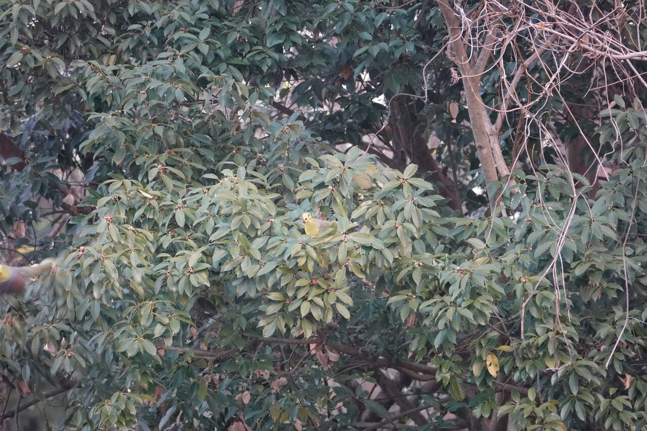 DSC07934