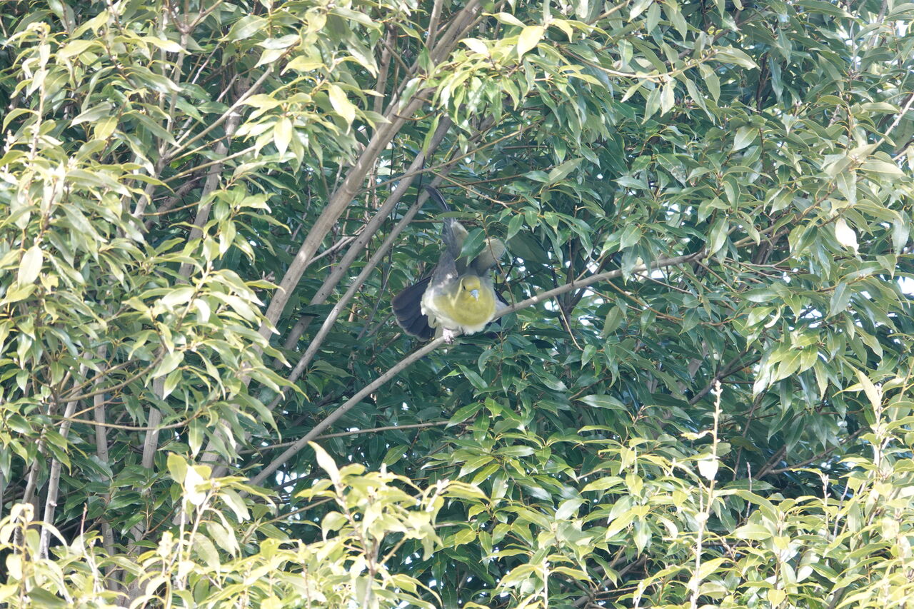 DSC08216