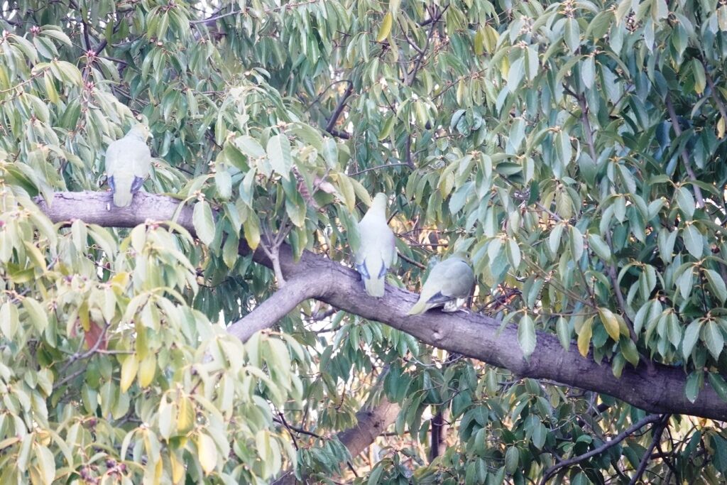 DSC01114