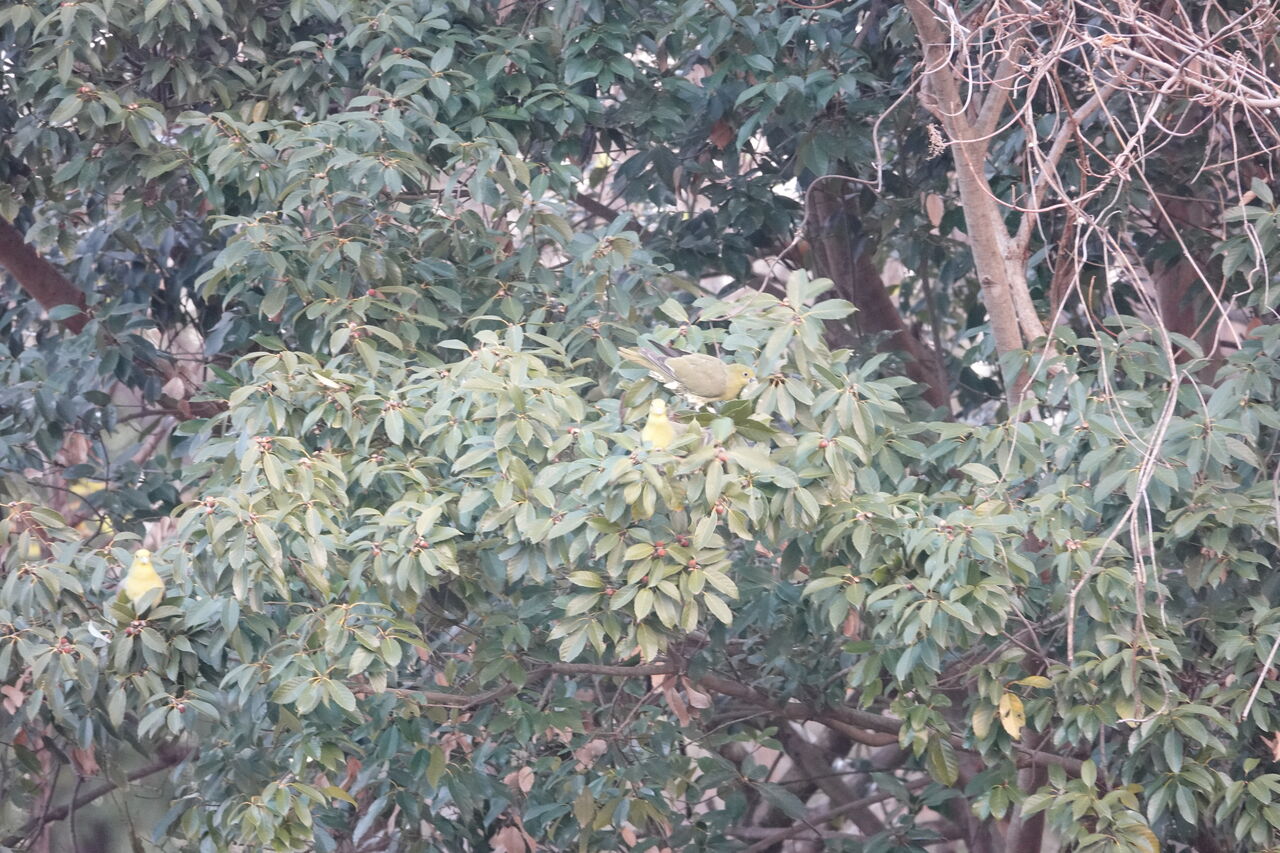 DSC07921