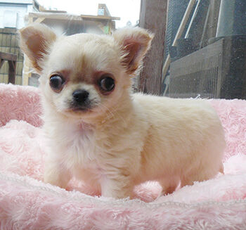 チワワ専門 Aochan5犬舎 年06月11日