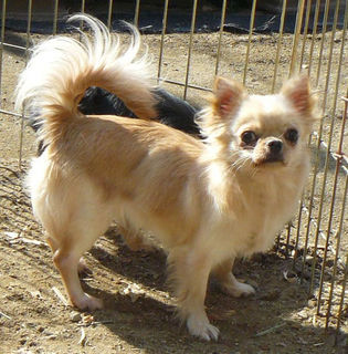 チワワ専門 Aochan5犬舎 成犬分譲 パパはチャンピオン クリーム女の子 決定 チワワ専門 Aochan5犬舎 成犬分譲 パパはチャンピオン クリーム女の子 決定