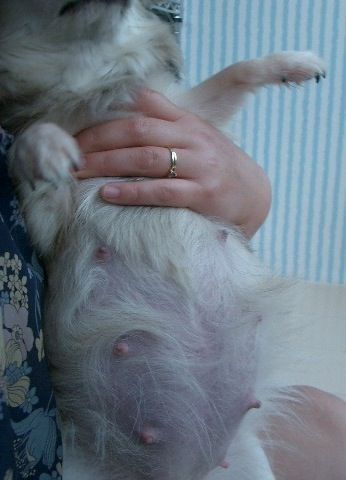 チワワ専門 Aochan5犬舎 お腹の大きさ