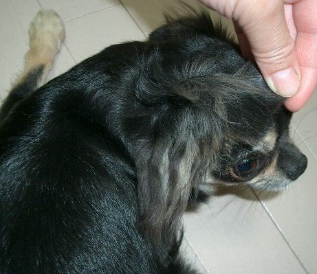 チワワ専門 Aochan5犬舎 チワワ専門 Aochan5犬舎