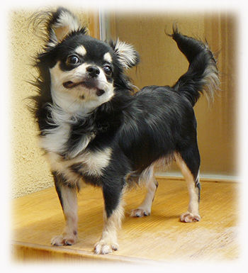 チワワ専門 Aochan5犬舎 成犬分譲