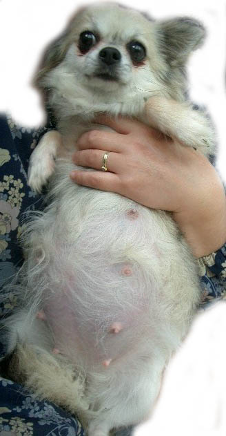 チワワ専門 Aochan5犬舎 お腹の大きさ