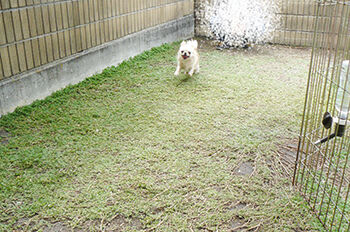 チワワ専門 Aochan5犬舎 年06月 チワワ専門 Aochan5犬舎 年06月