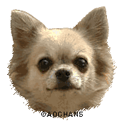 チワワ専門 Aochan5犬舎 チワワ専門 Aochan5犬舎