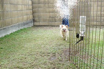 チワワ専門 Aochan5犬舎 年06月 チワワ専門 Aochan5犬舎 年06月