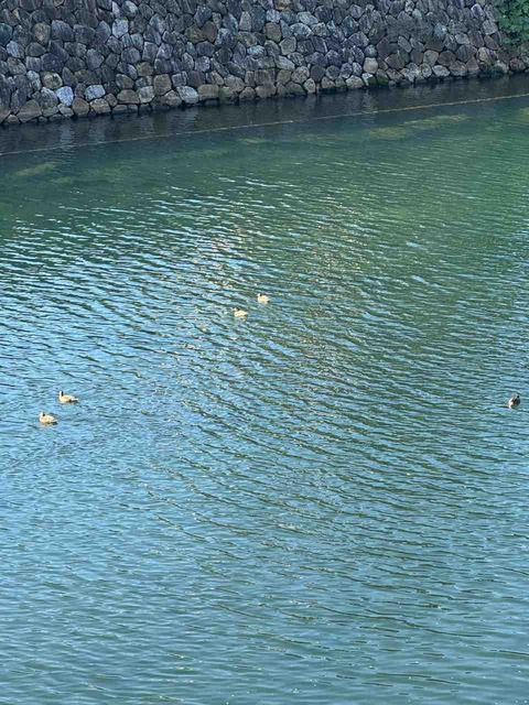 978ADAEA-BE10-4974-94B1-C553C7992D4B