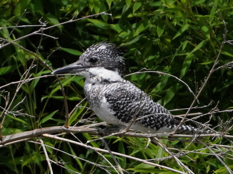 鳥とり日記 カワウ