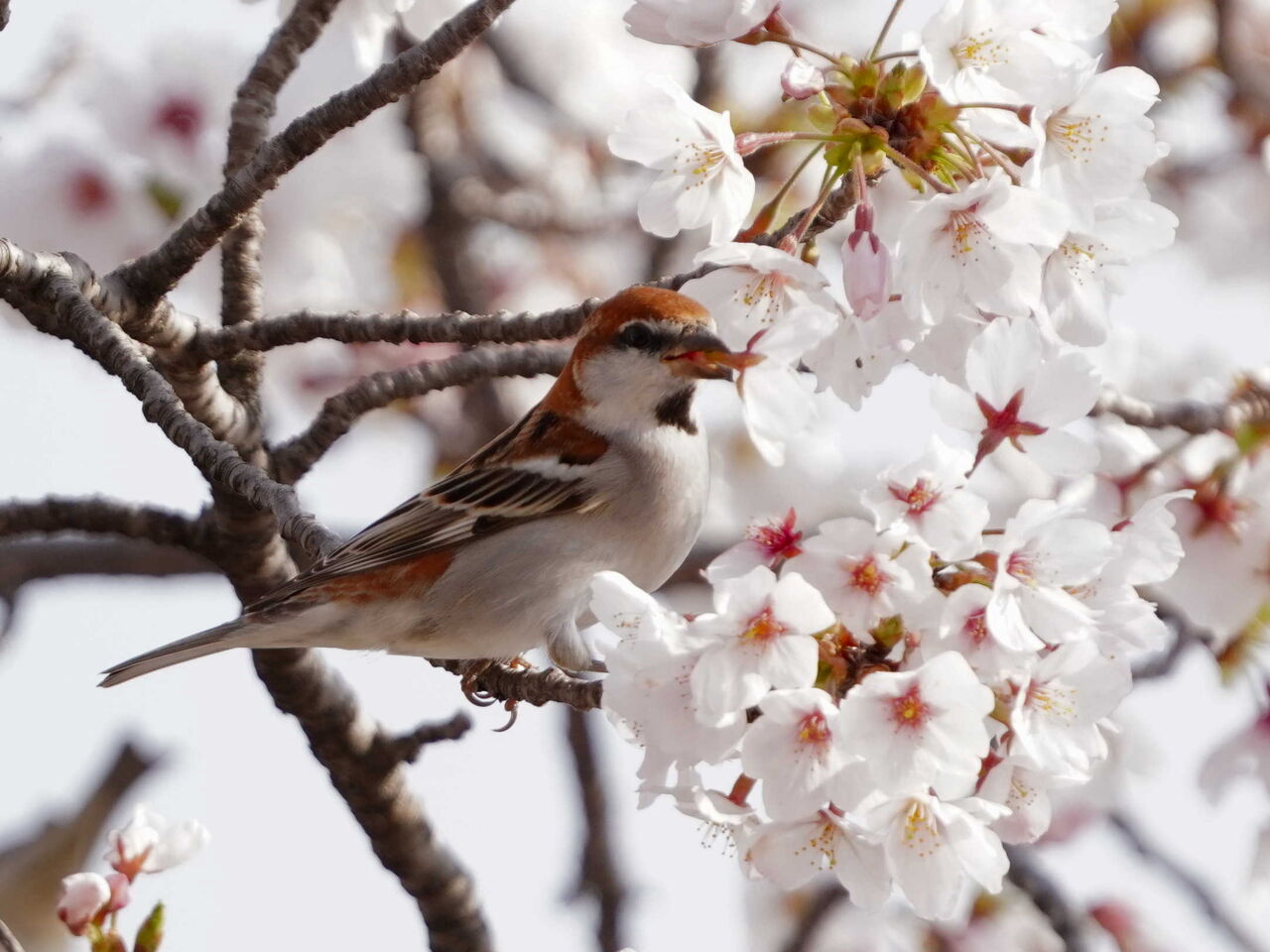 鳥とり日記 ３月２７日桜背景にニュウナイスズメなどを撮りました
