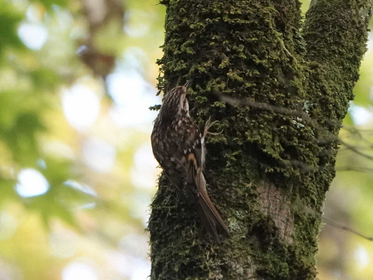 10月13日三河の山などに行きましたがあまり鳥に逢えません 鳥とり日記