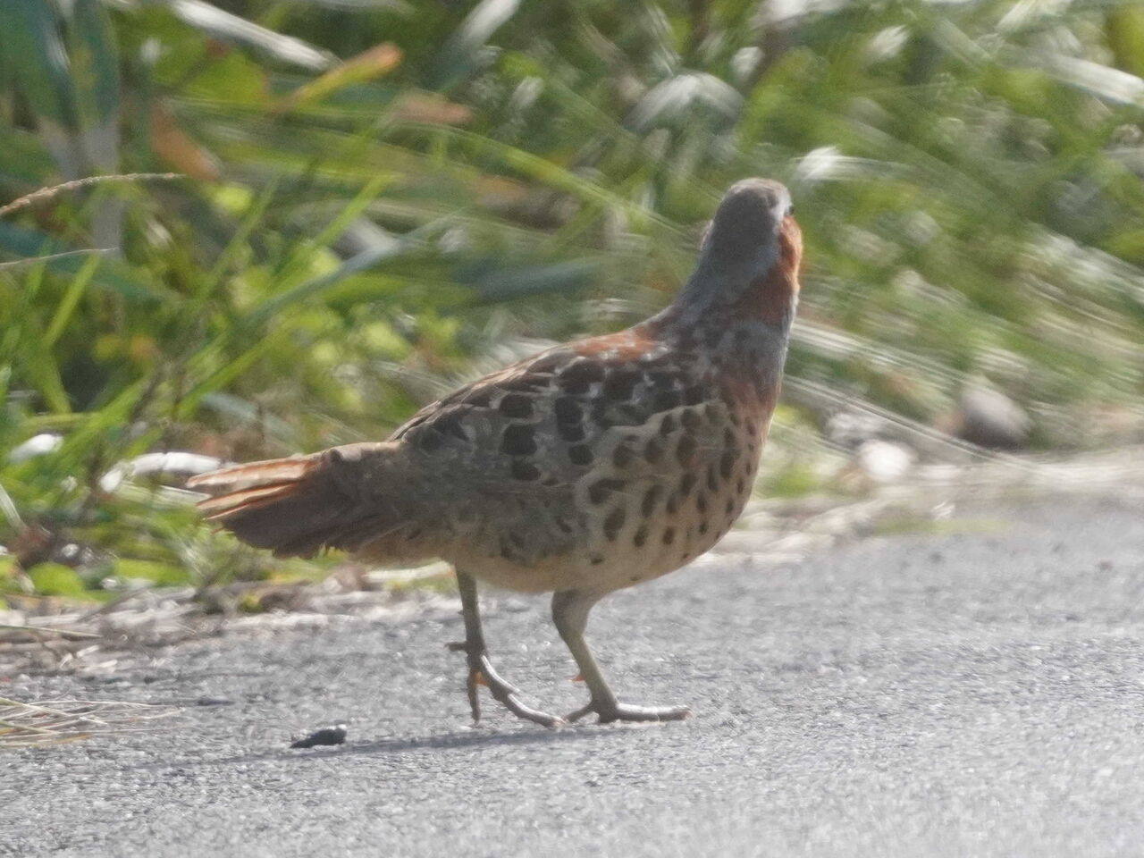 鳥とり日記 12月3日ハイチュウ ですが飛翔をやっと撮りました