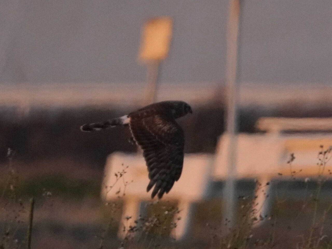 鳥とり日記 12月3日ハイチュウ ですが飛翔をやっと撮りました