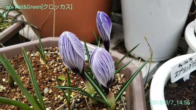 クロッカスと雨 hakoniwa クロッカスと雨 hakoniwa