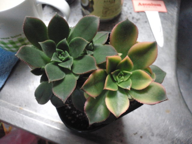 アエオニウム ｈａｋｏｎｉｗａ