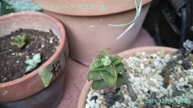お星様特集 ｈａｋｏｎｉｗａ
