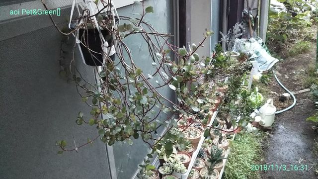 来年は花が見たい ｈａｋｏｎｉｗａ