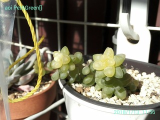 ｈａｋｏｎｉｗａ