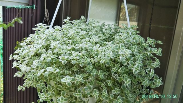 多肉植物アエオニウム錦❤️富士雪錦❤️ おお 状態図 多肉植物アエオニウム錦❤️富士雪錦❤️ おお 状態図