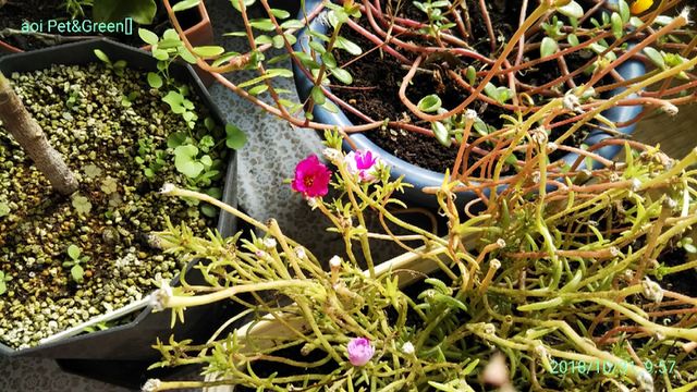 来年は花が見たい ｈａｋｏｎｉｗａ
