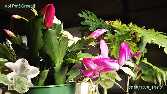 シャコバ開花 とハオルチアたち hakoniwa シャコバ開花 とハオルチアたち hakoniwa