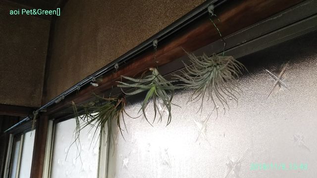 来年は花が見たい ｈａｋｏｎｉｗａ