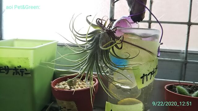 エアプランツの水耕栽培 ｈａｋｏｎｉｗａ