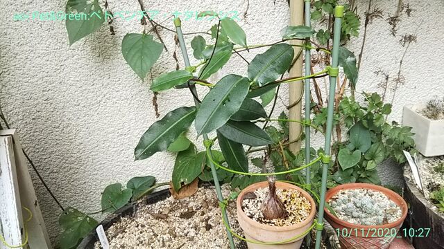 白いアロエ hakoniwa 白いアロエ hakoniwa