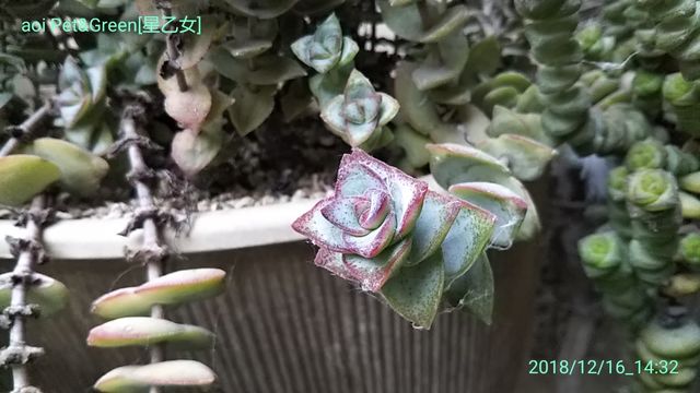 お星様特集 ｈａｋｏｎｉｗａ