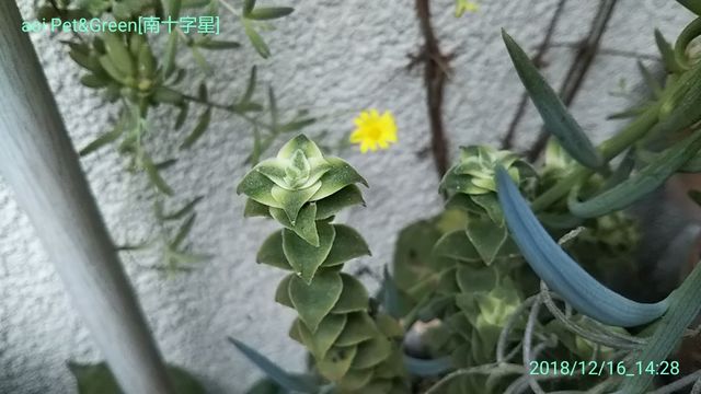 お星様特集 ｈａｋｏｎｉｗａ