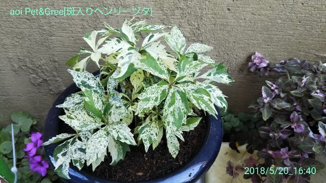 色づき始めた hakoniwa 色づき始めた hakoniwa