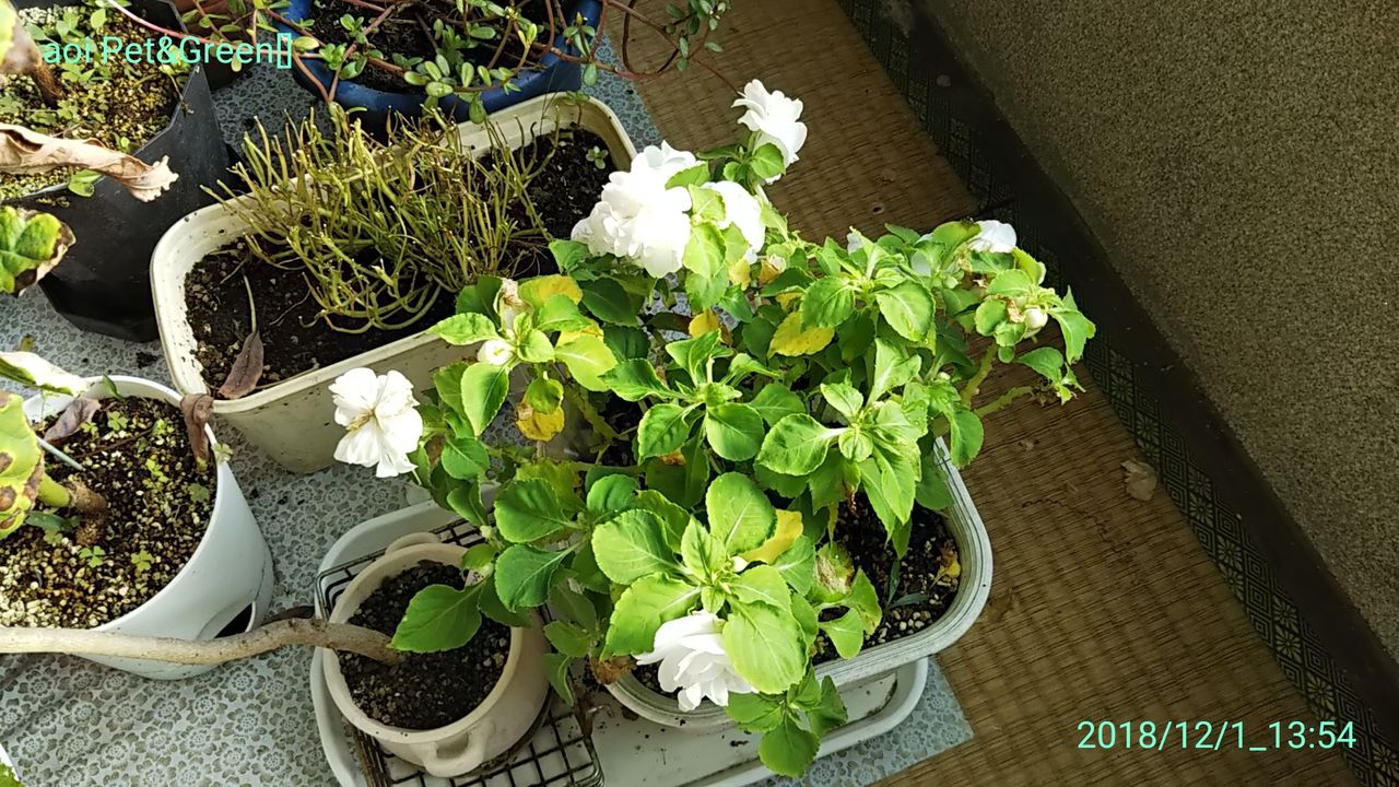 奥深いベゴニア Hakoniwa