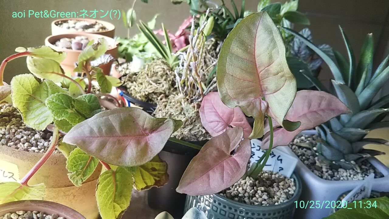 植欲旺盛 Hakoniwa