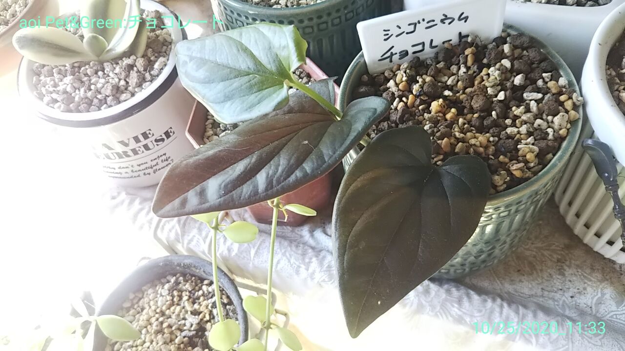 植欲旺盛 Hakoniwa 植欲旺盛 Hakoniwa