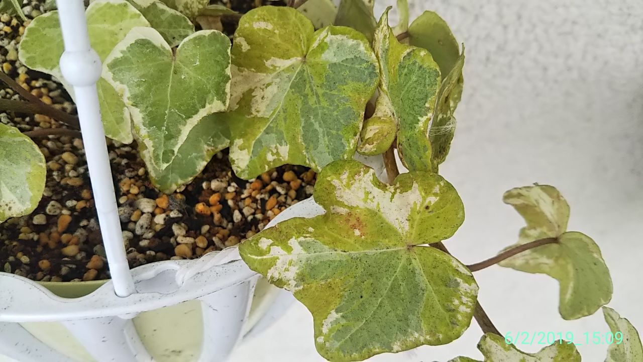 植え替えとか何もできてない Hakoniwa 植え替えとか何もできてない Hakoniwa