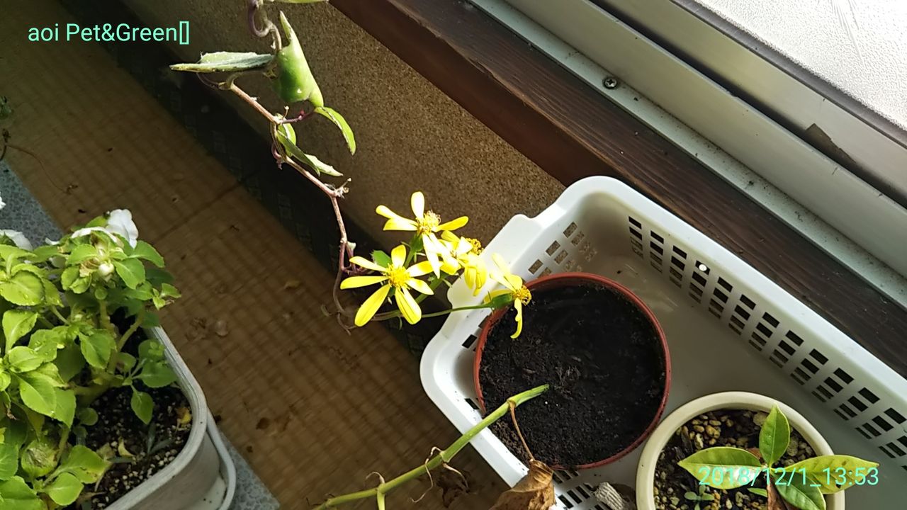 パインじゃなくてバインだよ Hakoniwa パインじゃなくてバインだよ Hakoniwa