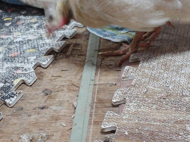 鳴き止めリベンジ ぷくぷくはうす ａ